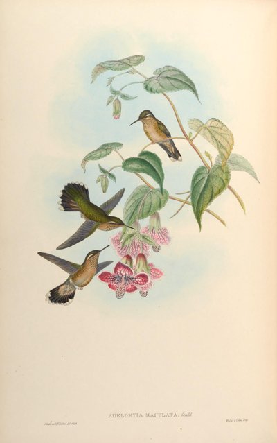 Adelomyia maculata = Adelomyia melanogenys maculata de John Gould